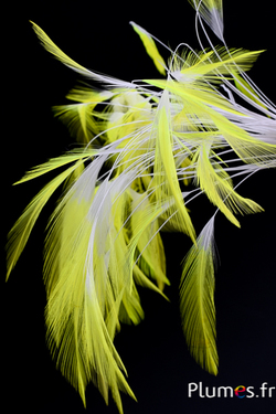 Coq filant - 10-15 cm - blanc-jaune